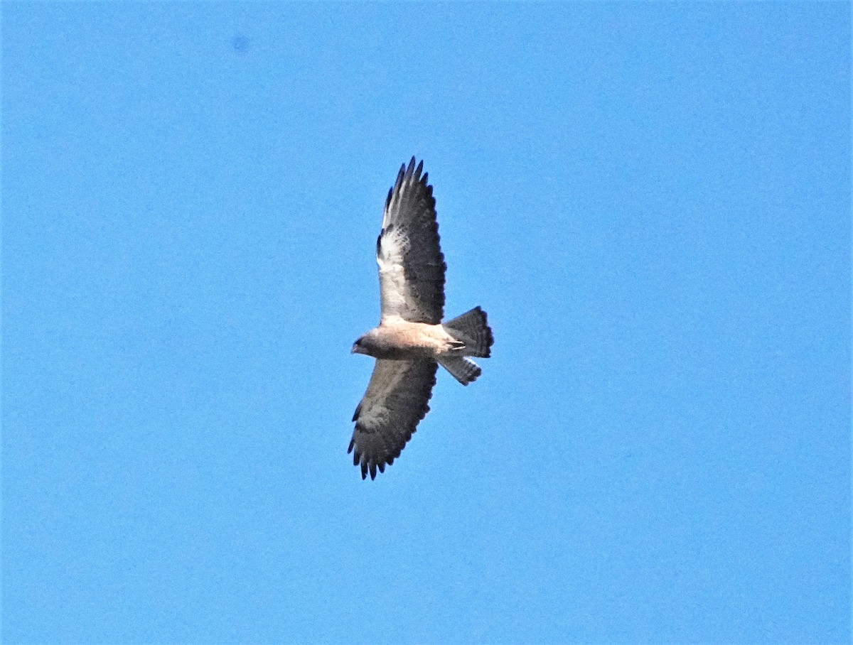 Swainson's Hawk - ML423513891