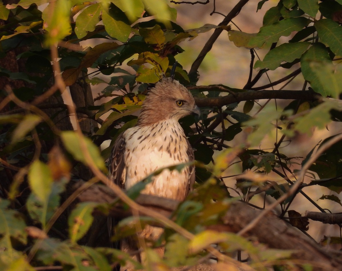 Changeable Hawk-Eagle - ML423517541