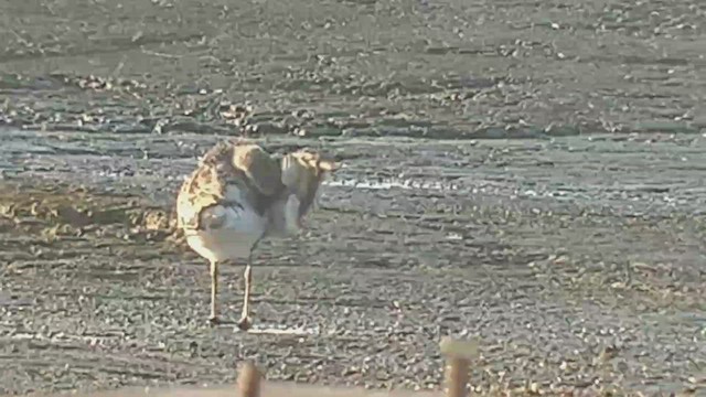 Black-bellied Plover - ML423518021