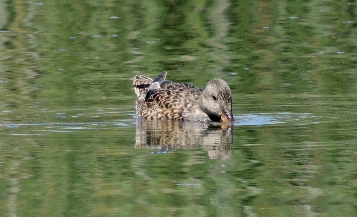 Canard chipeau - ML423518621