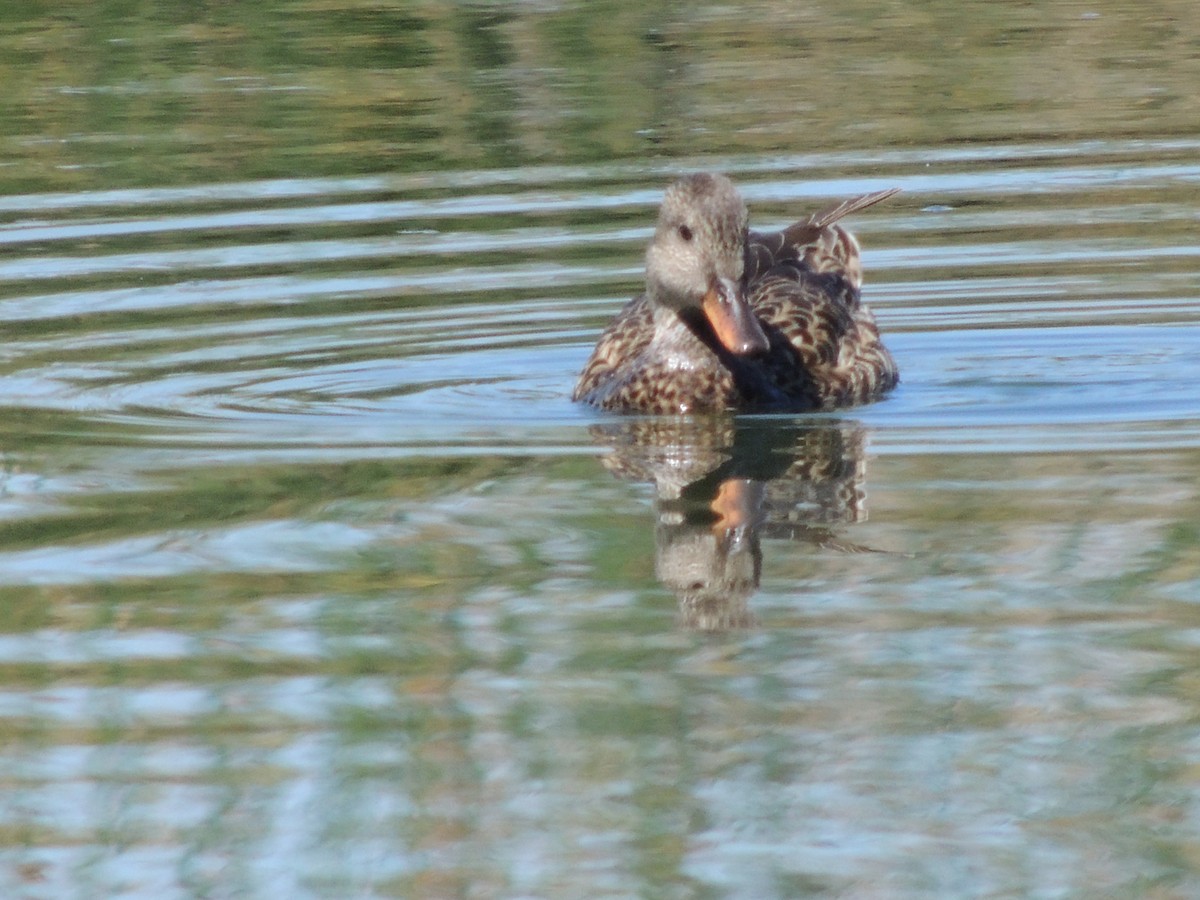 Canard chipeau - ML423518641