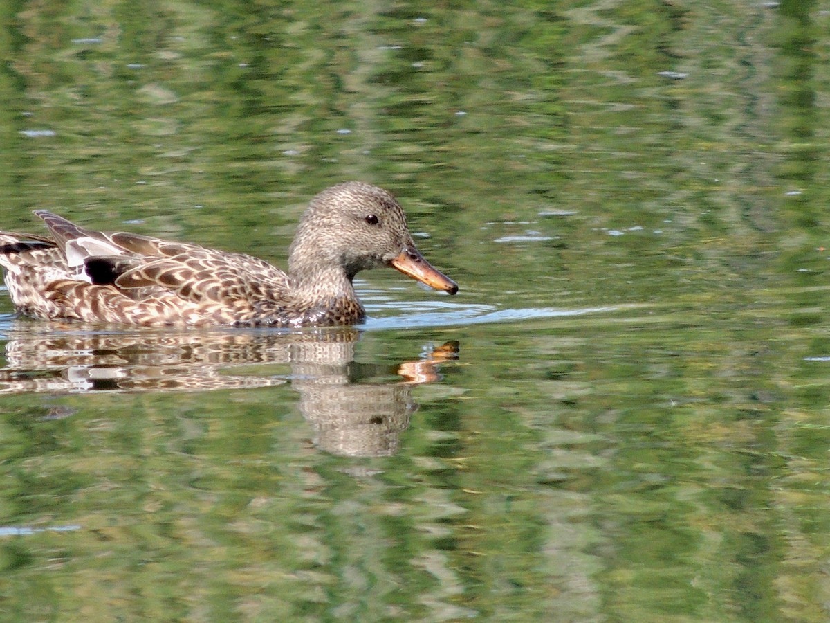 Canard chipeau - ML423518661