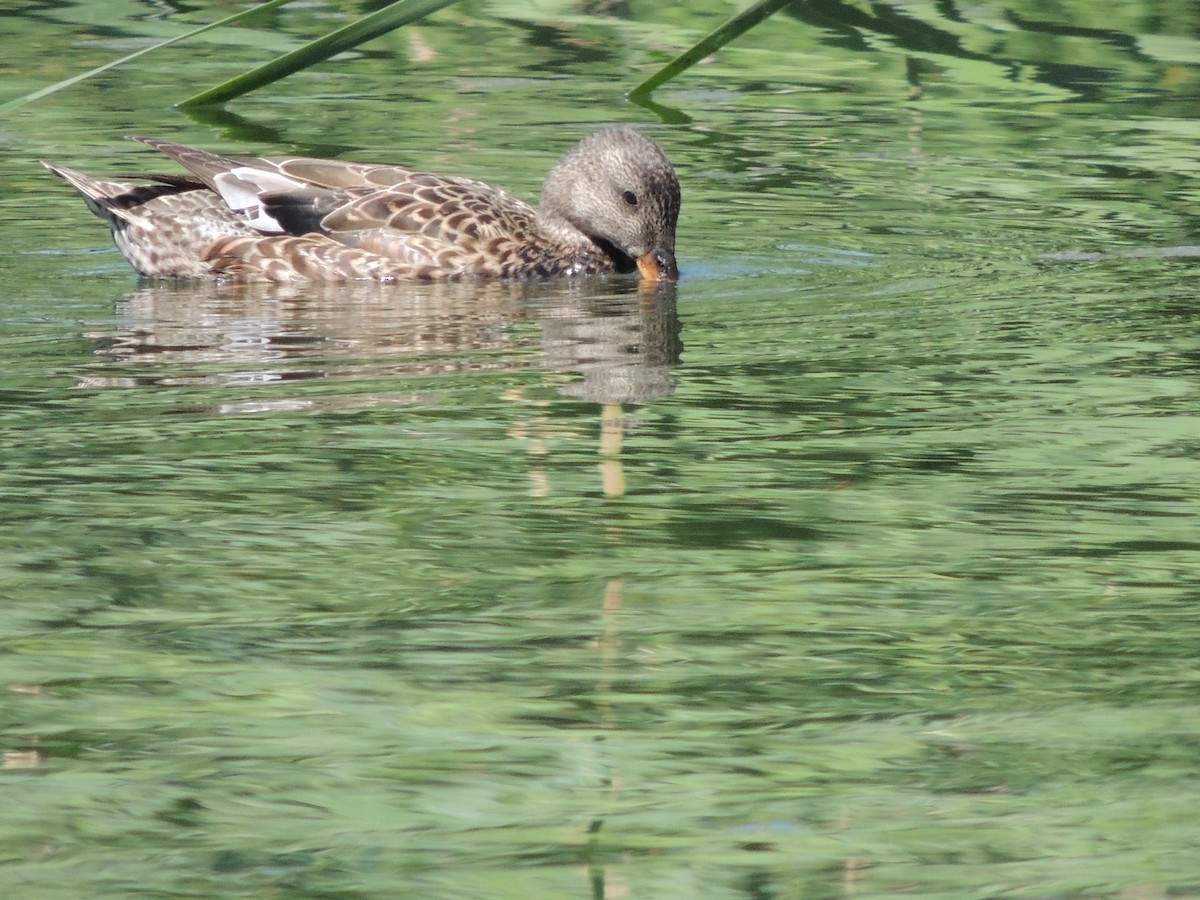 Canard chipeau - ML423518681