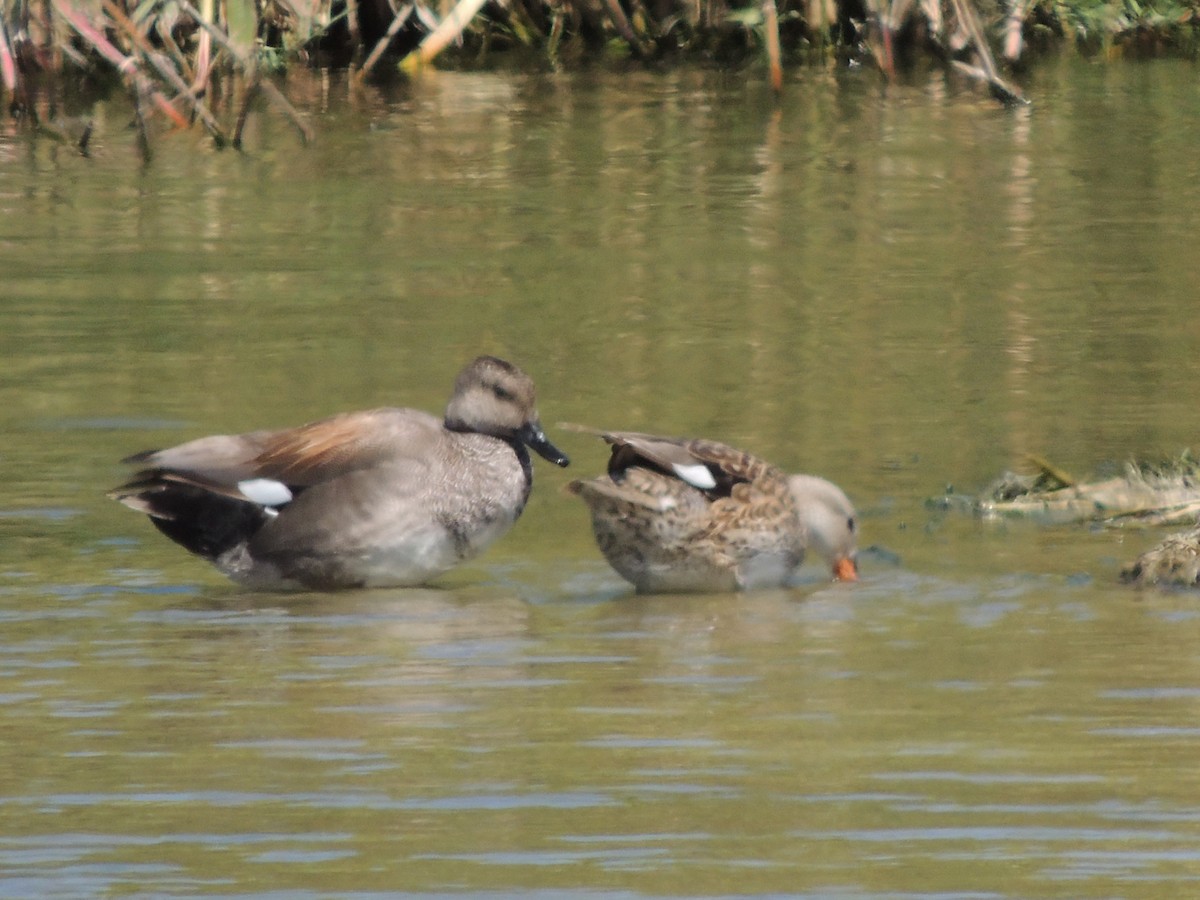 Canard chipeau - ML423518701