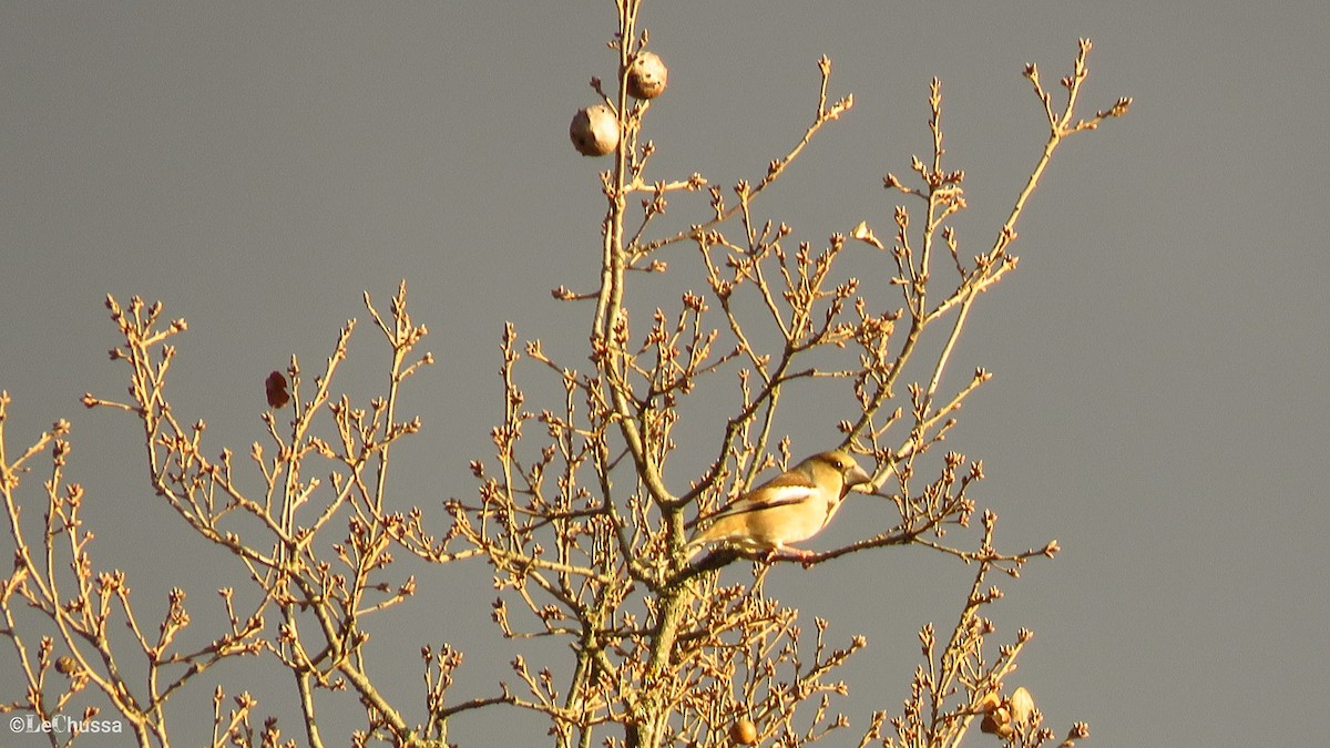 臘嘴雀 - ML423518841