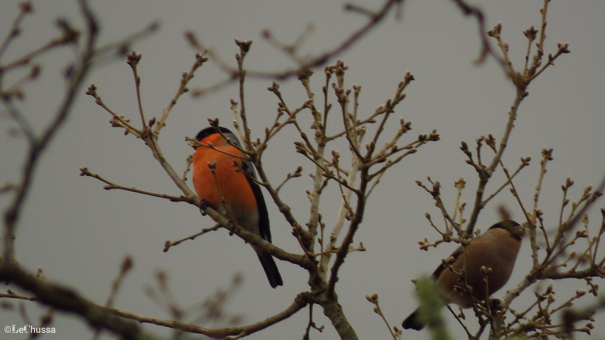 歐亞鷽 - ML423518861
