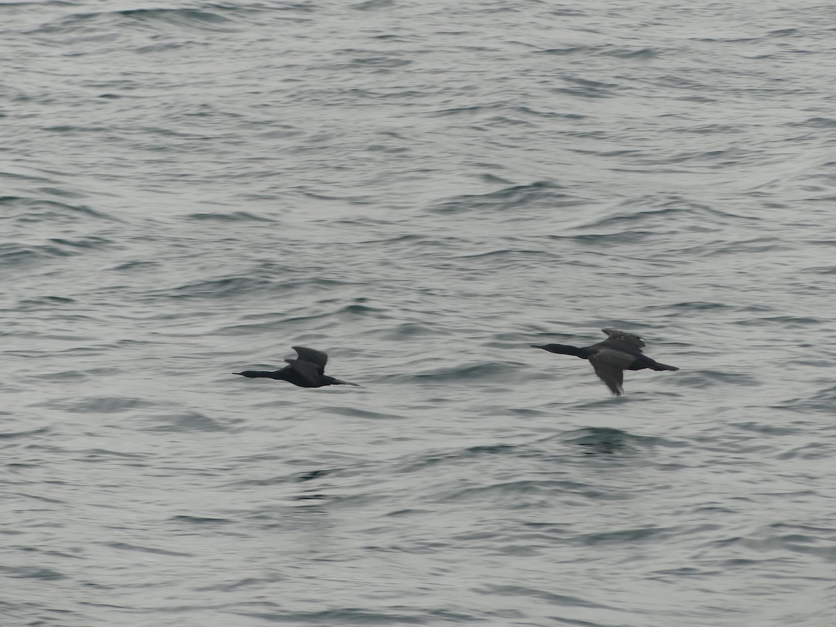 Brandt's Cormorant - ML423519041