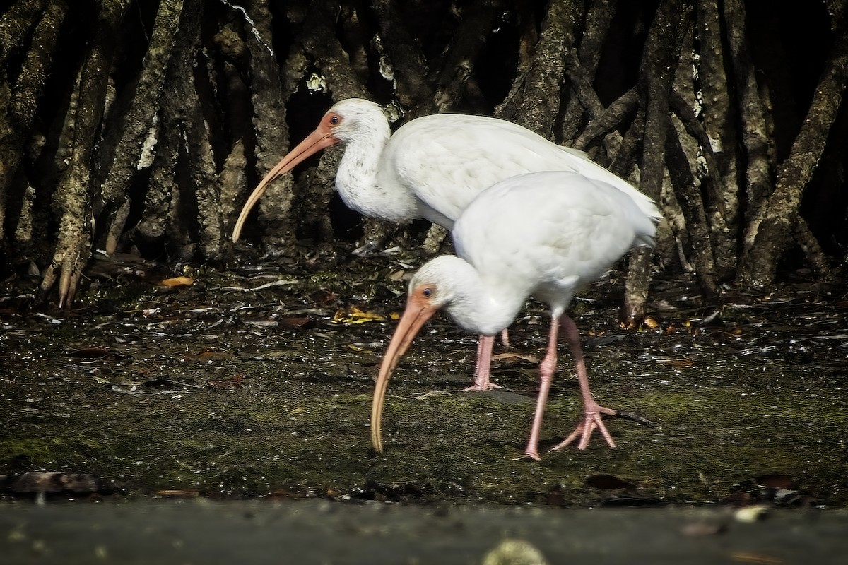 ibis bílý - ML423519651