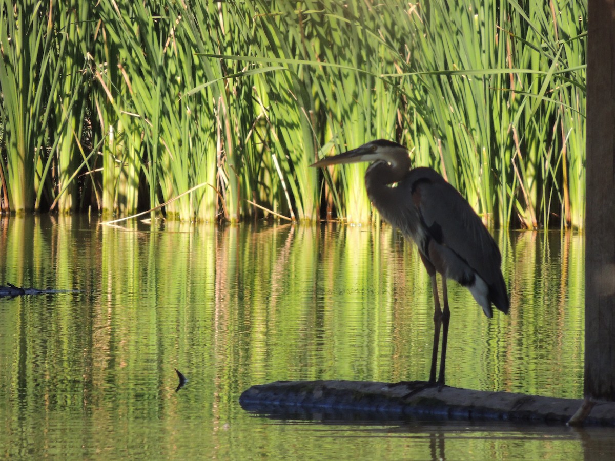 Garza Azulada - ML423519891