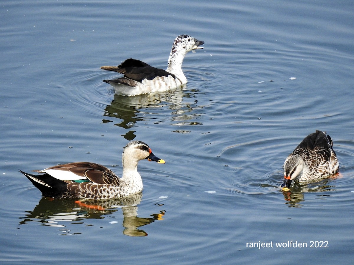 Indian Spot-billed Duck - Ranjeet Singh