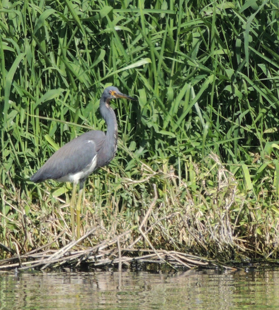 Tricolored Heron - ML423521081