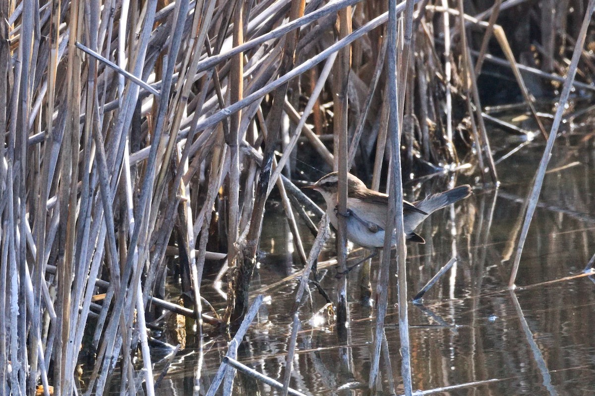 Moustached Warbler - ML423521521