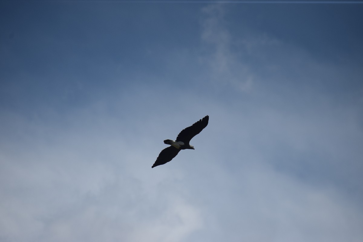 Lesser Fish-Eagle - Rajesh  Kumar