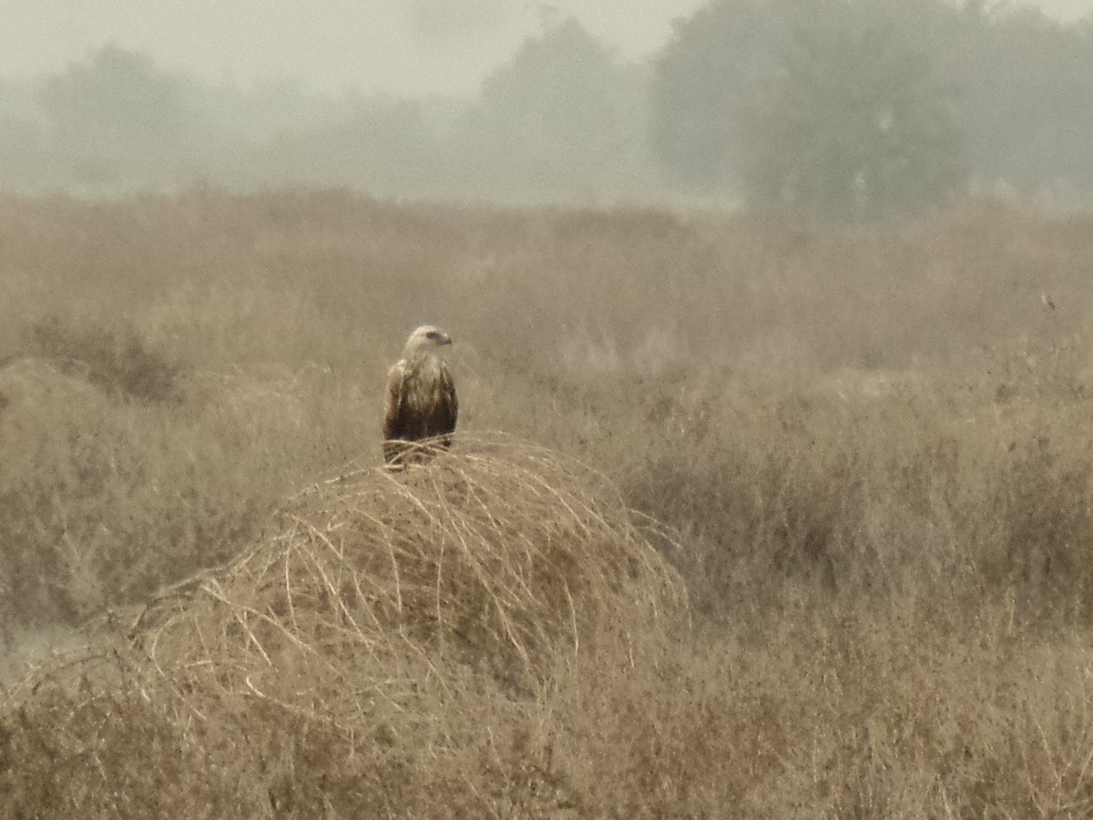 Long-legged Buzzard - ML423521851