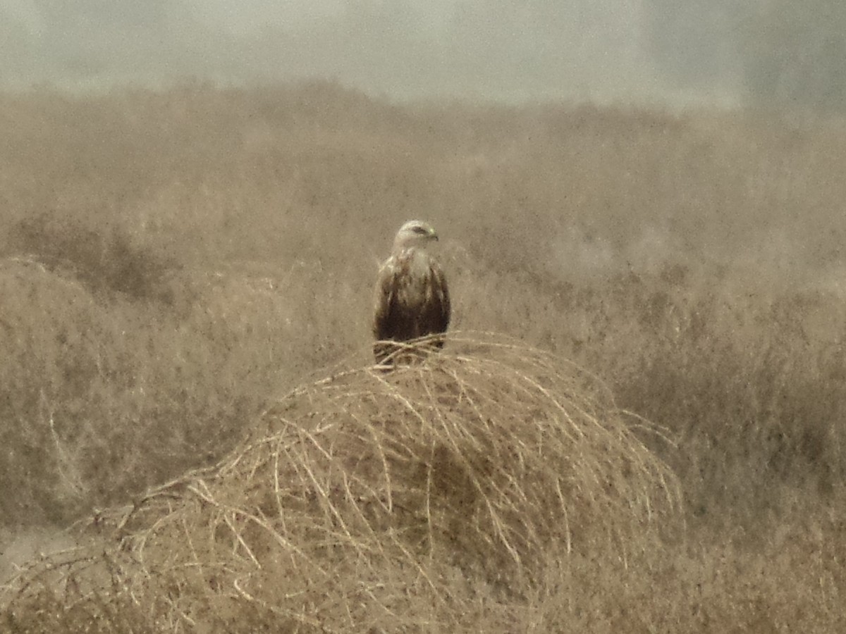 Long-legged Buzzard - ahmad mohammadi ravesh