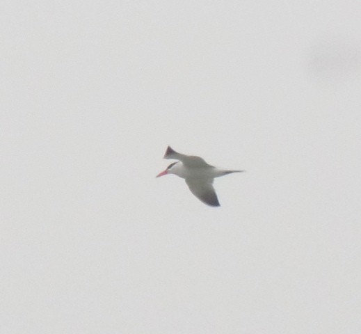 Caspian Tern - ahmad mohammadi ravesh