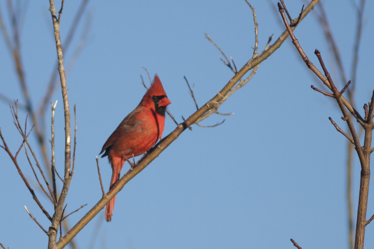 Cardinal rouge - ML42352211