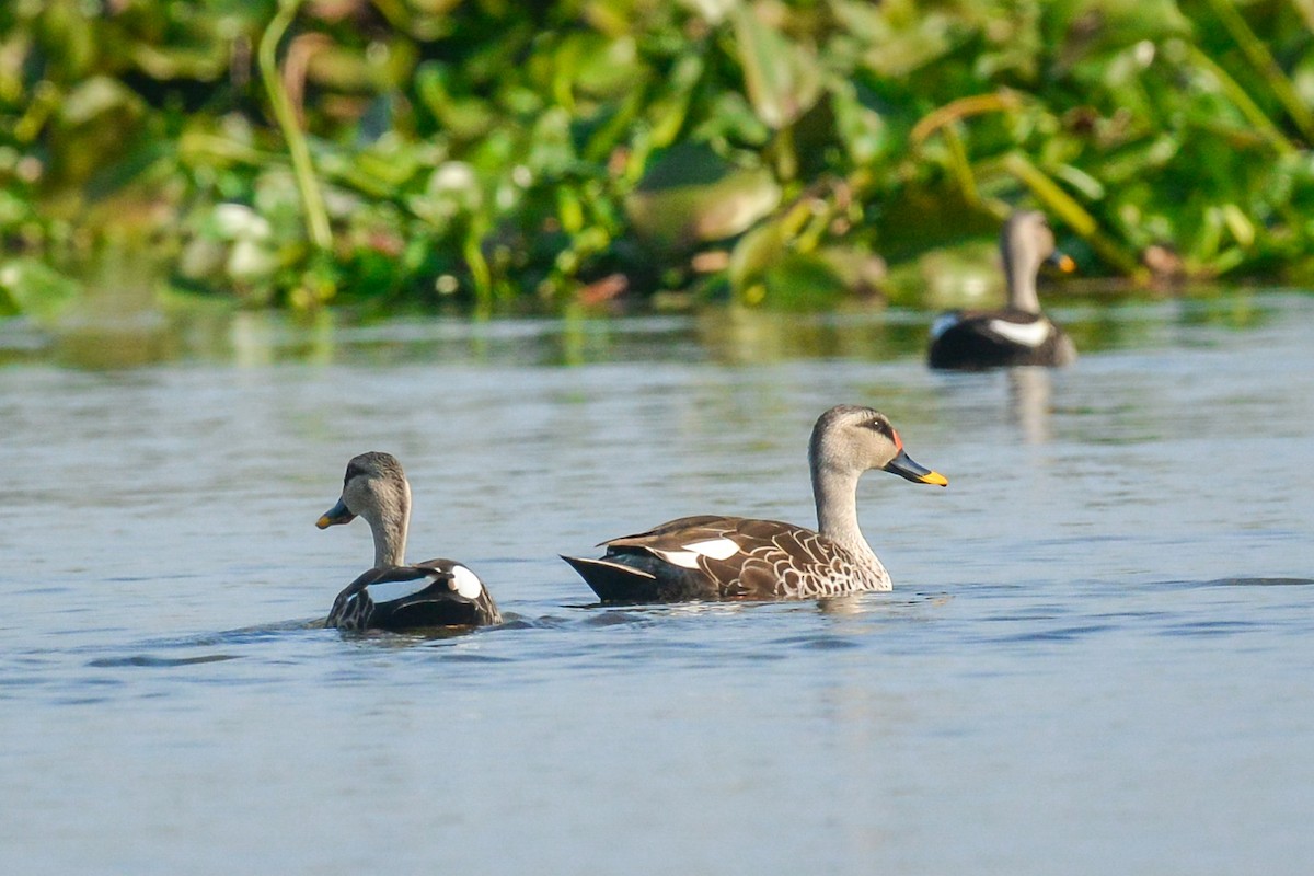 Indian Spot-billed Duck - ML423522601