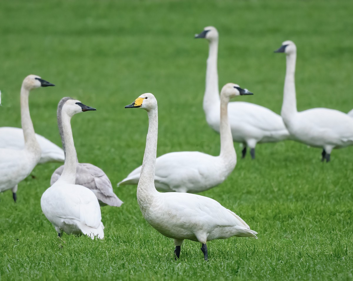 Whooper Swan - ML423523031