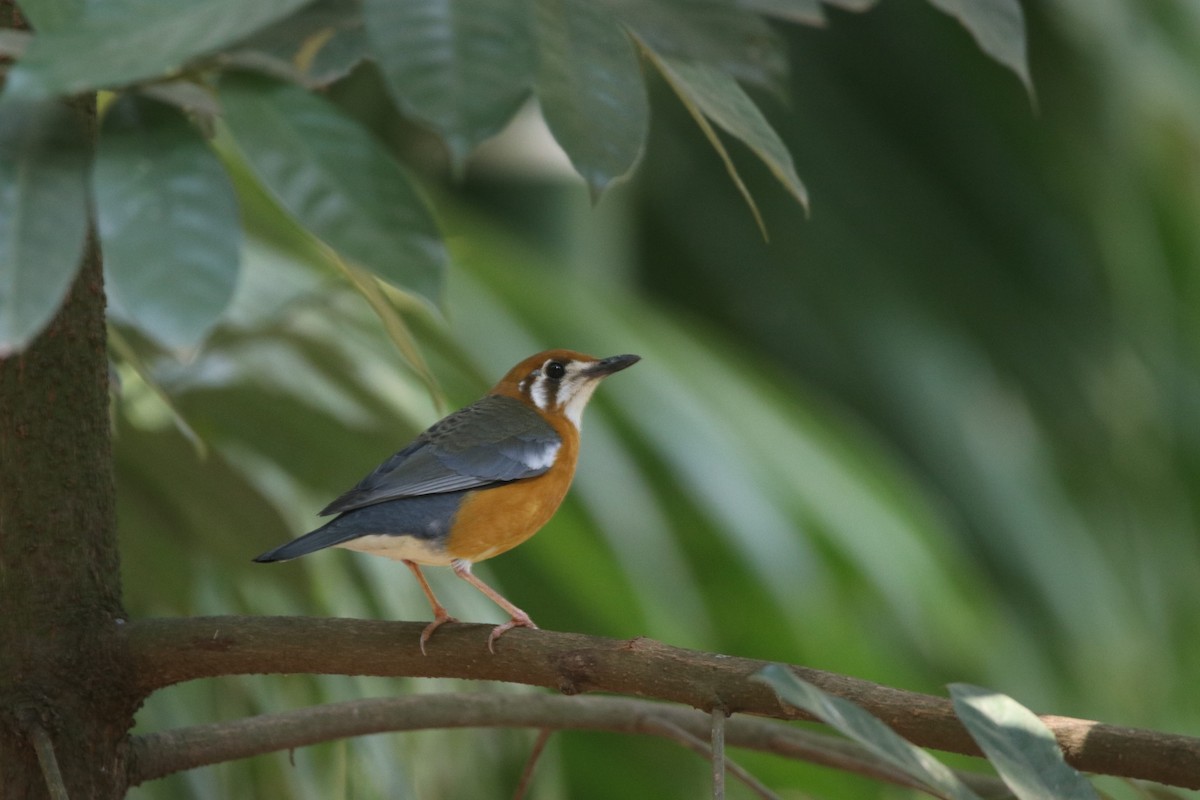 Orange-headed Thrush - Vignesh Bhat