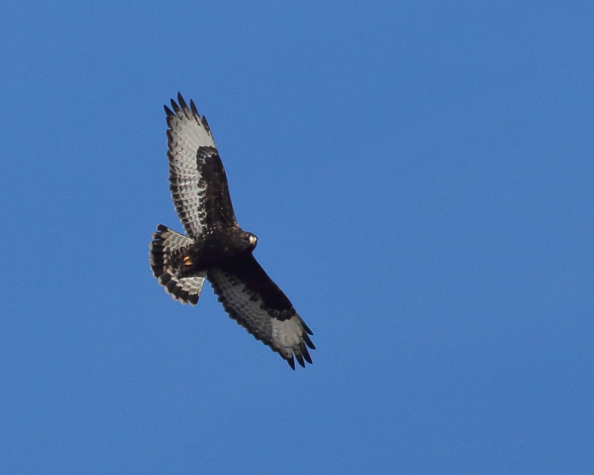 Rough-legged Hawk - Bruce Robinson