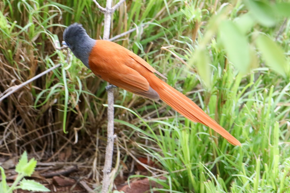 African Paradise-Flycatcher - Marie Stridh