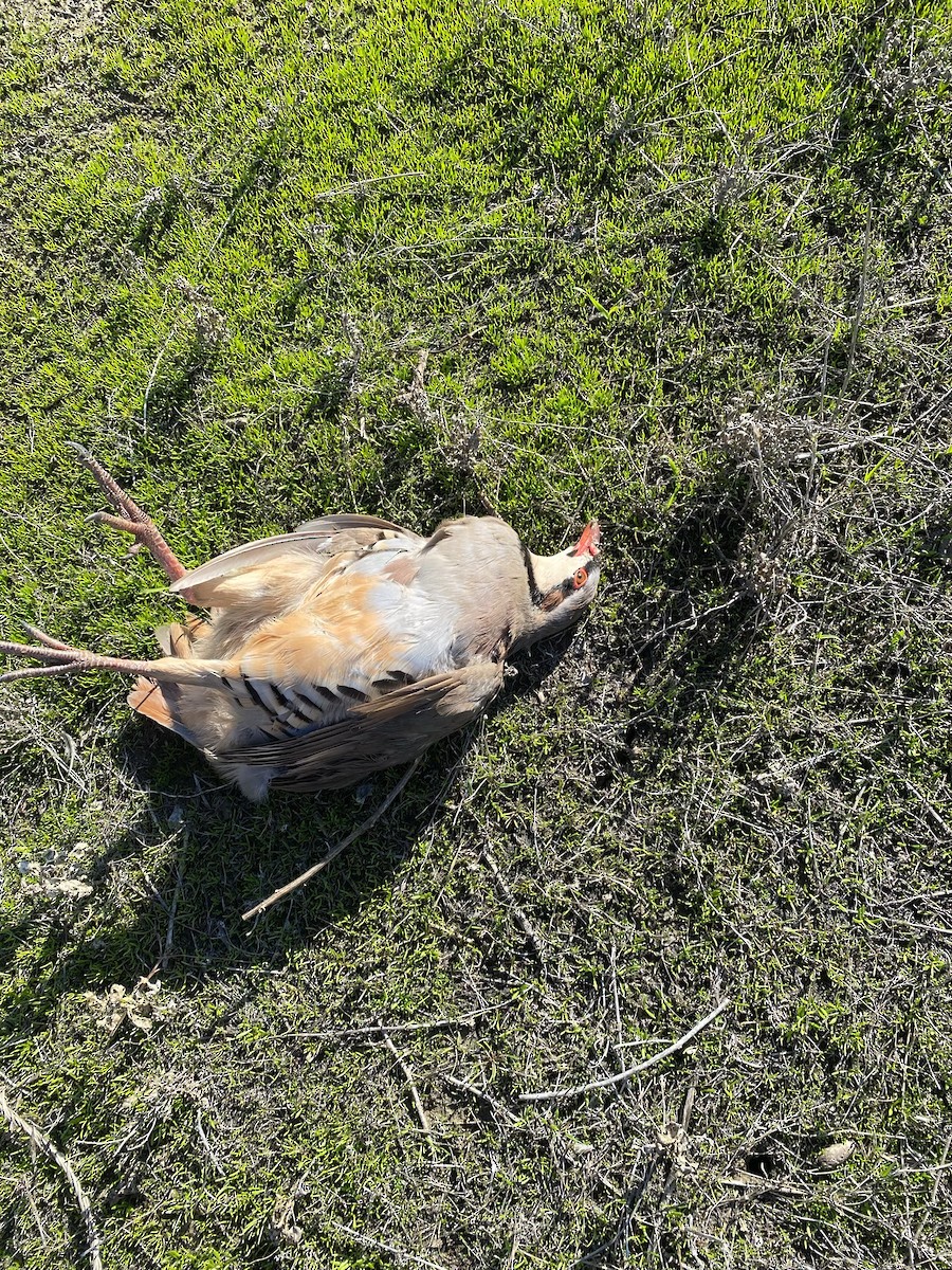 Chukar - ML423525611