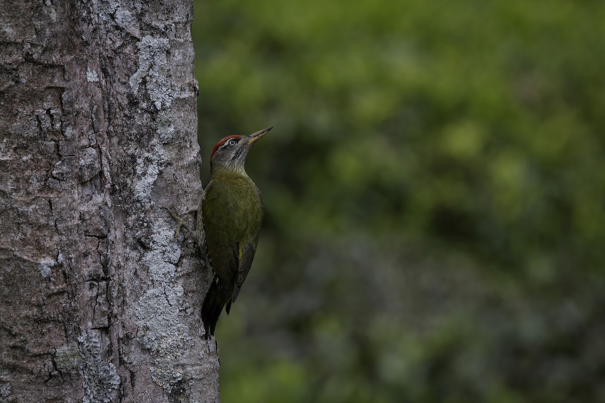 Streak-throated Woodpecker - Raghu Nathan