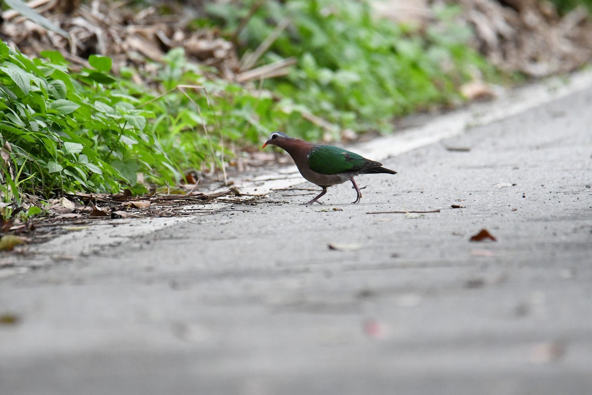 Asian Emerald Dove - awooo Lin