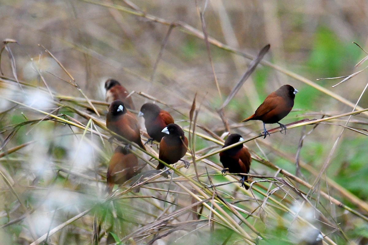 Chestnut Munia - awooo Lin