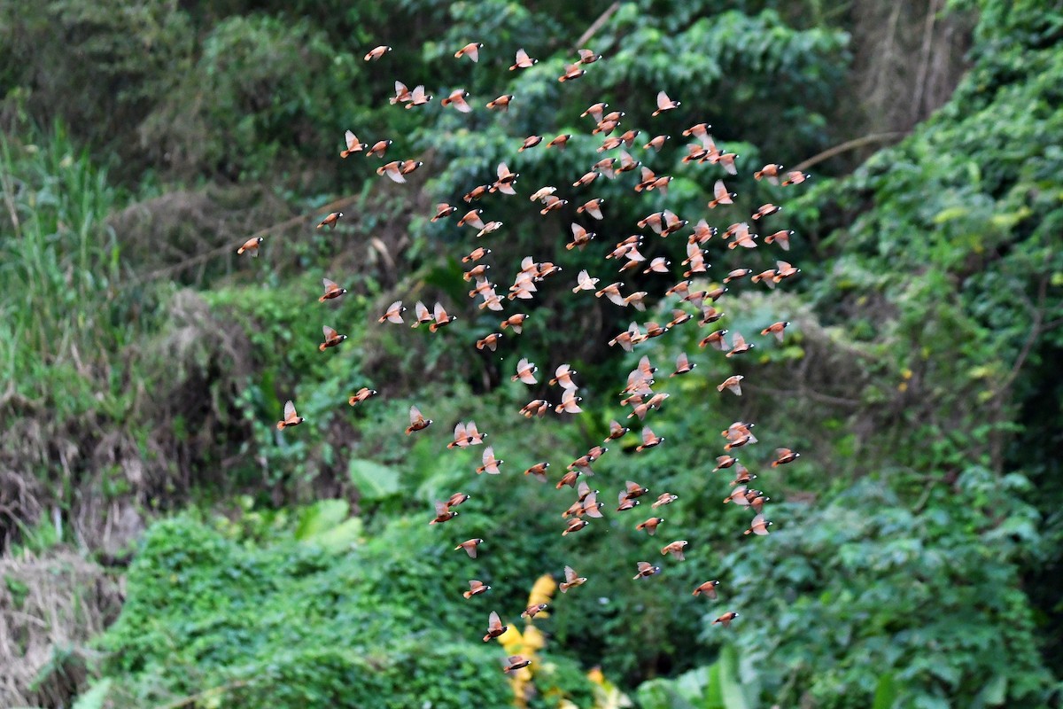 Chestnut Munia - ML423529361