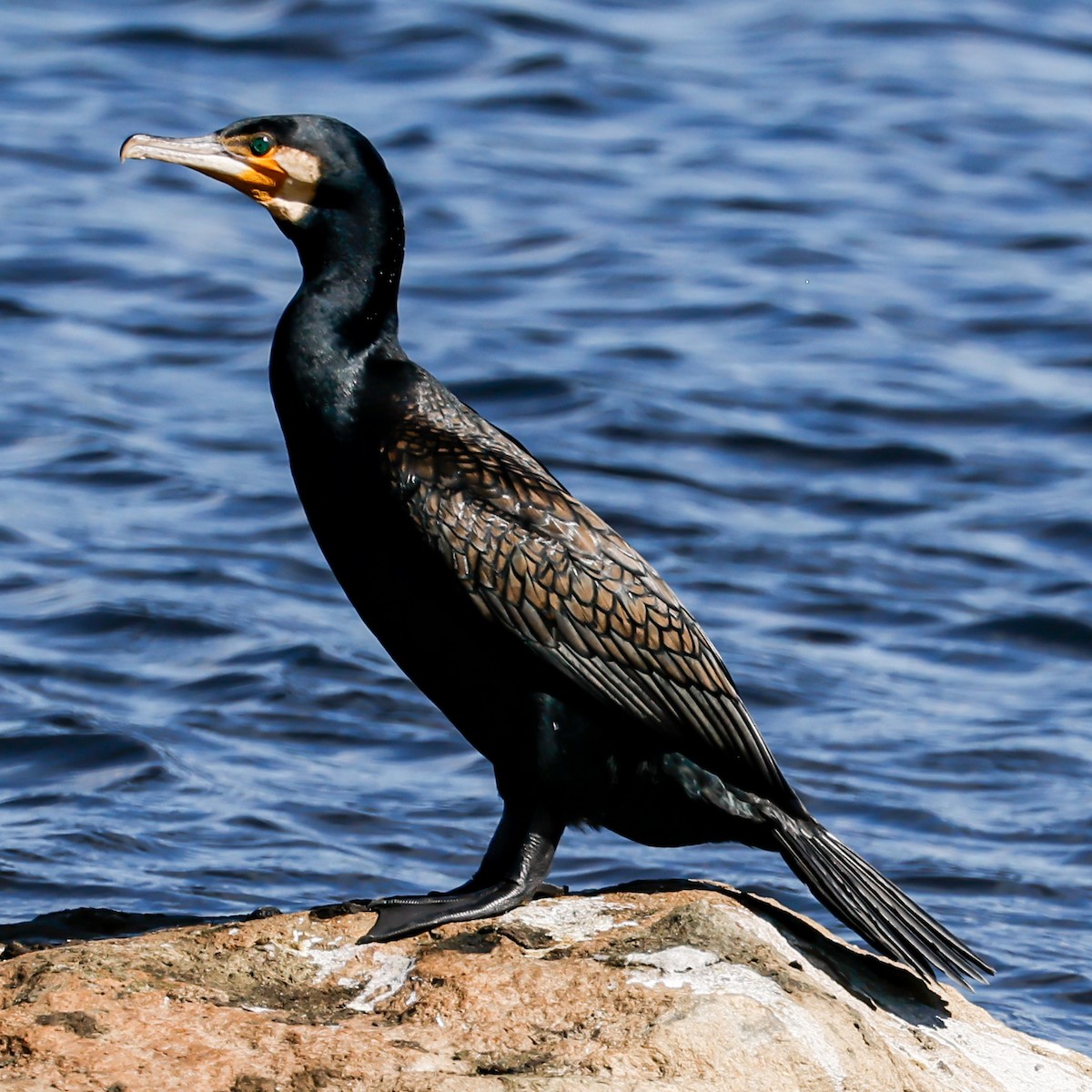 Great Cormorant - John Hurrell