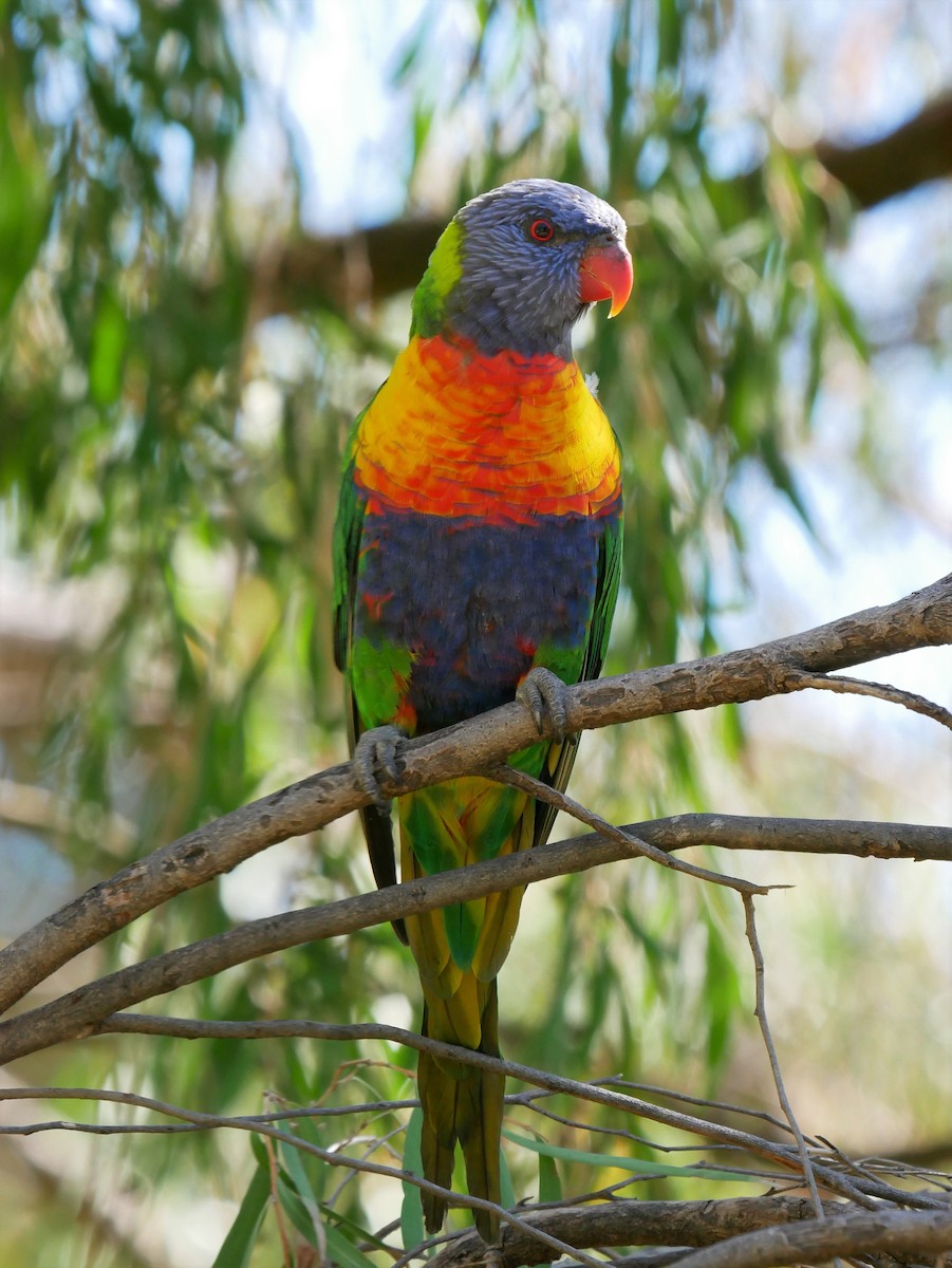 Rainbow Lorikeet - ML423531081