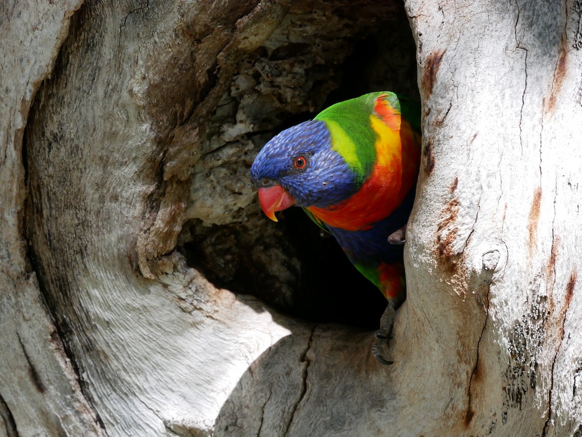 Rainbow Lorikeet - ML423531121