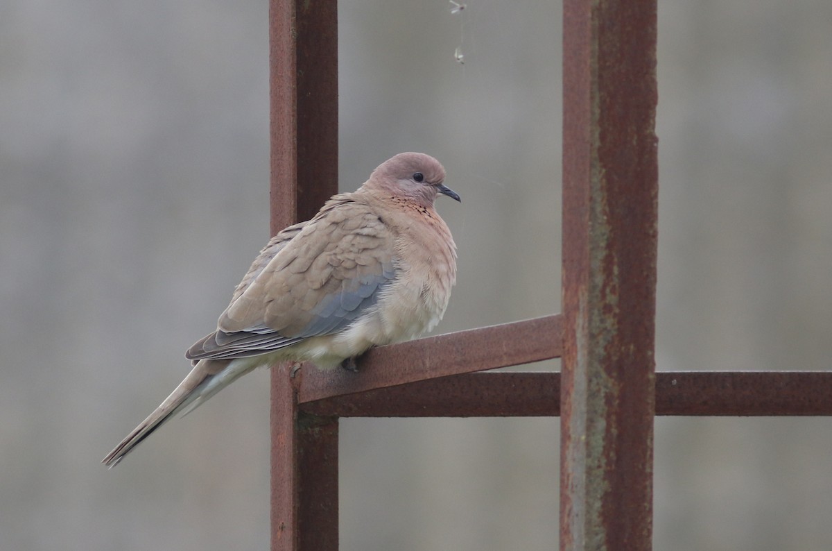 Laughing Dove - ML423533361
