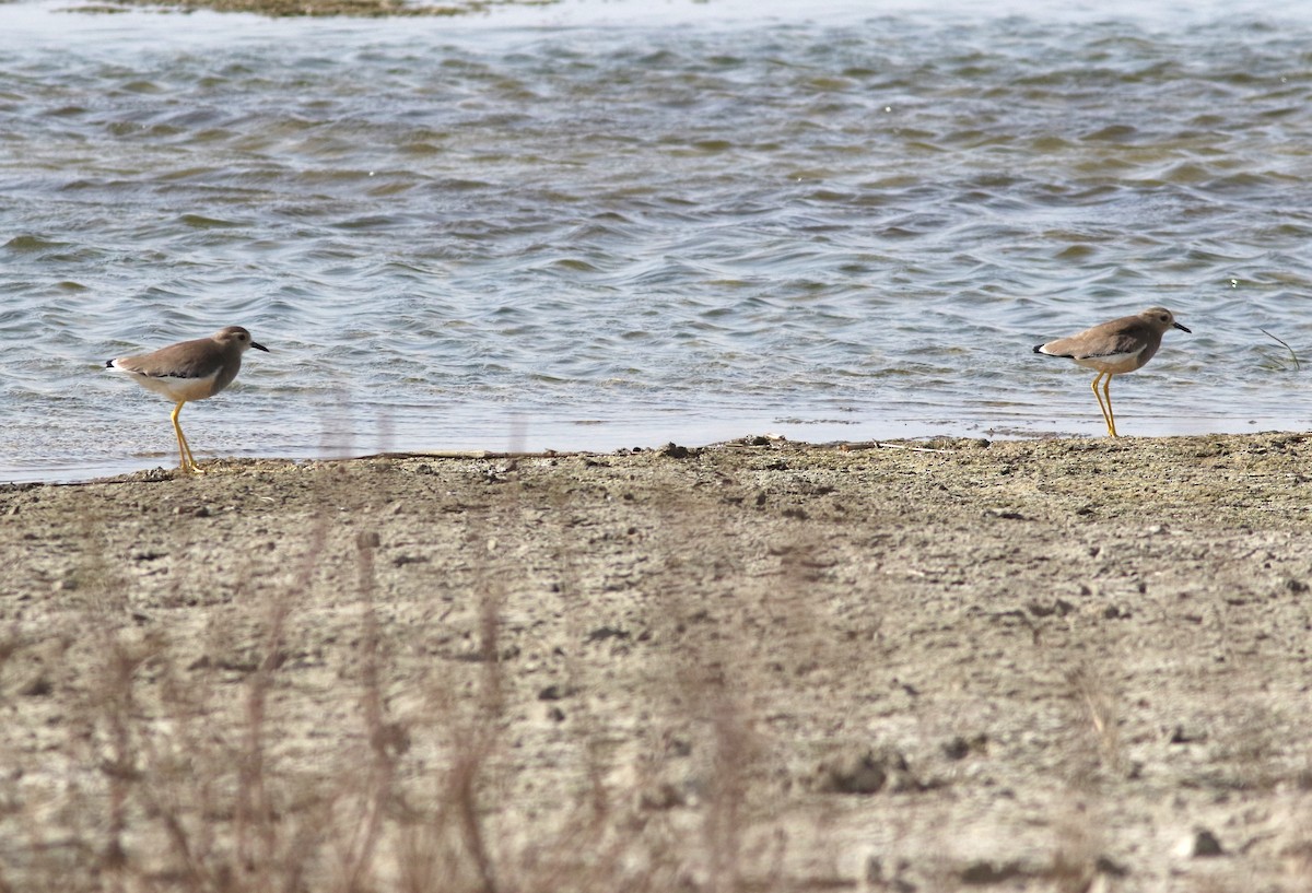 White-tailed Lapwing - ML423533471