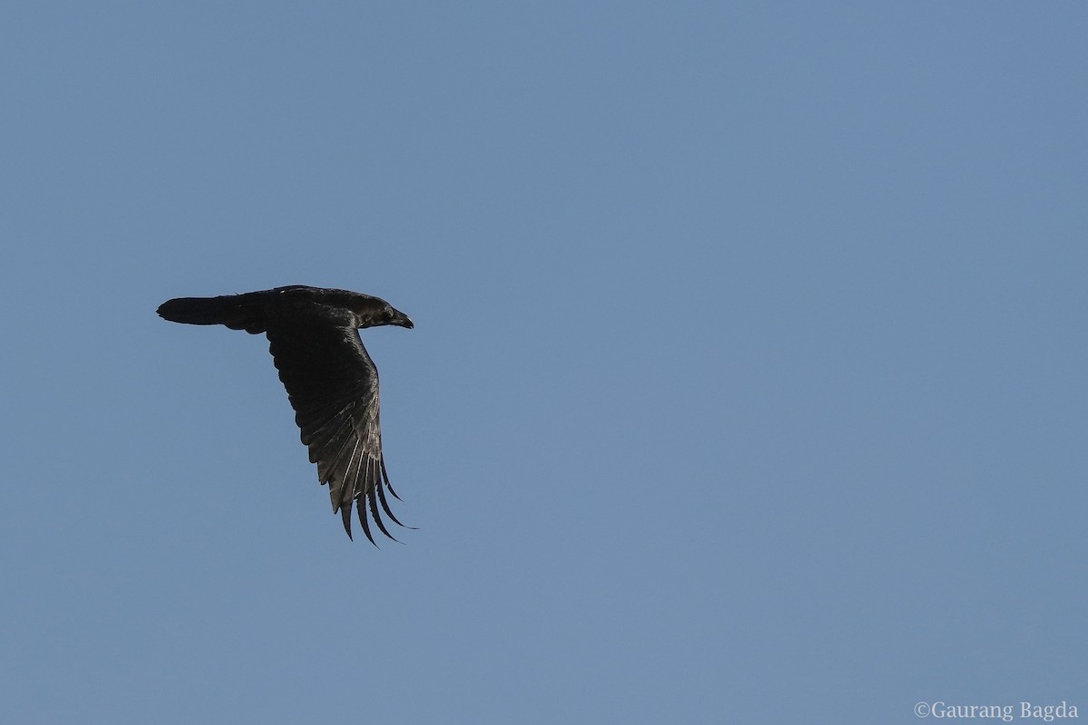 Common Raven - ML423533691