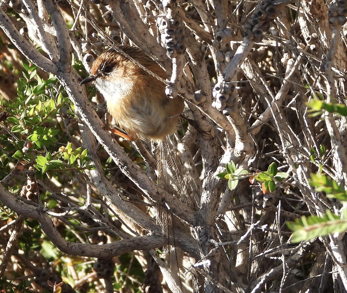 Southern Emuwren - ML423534091