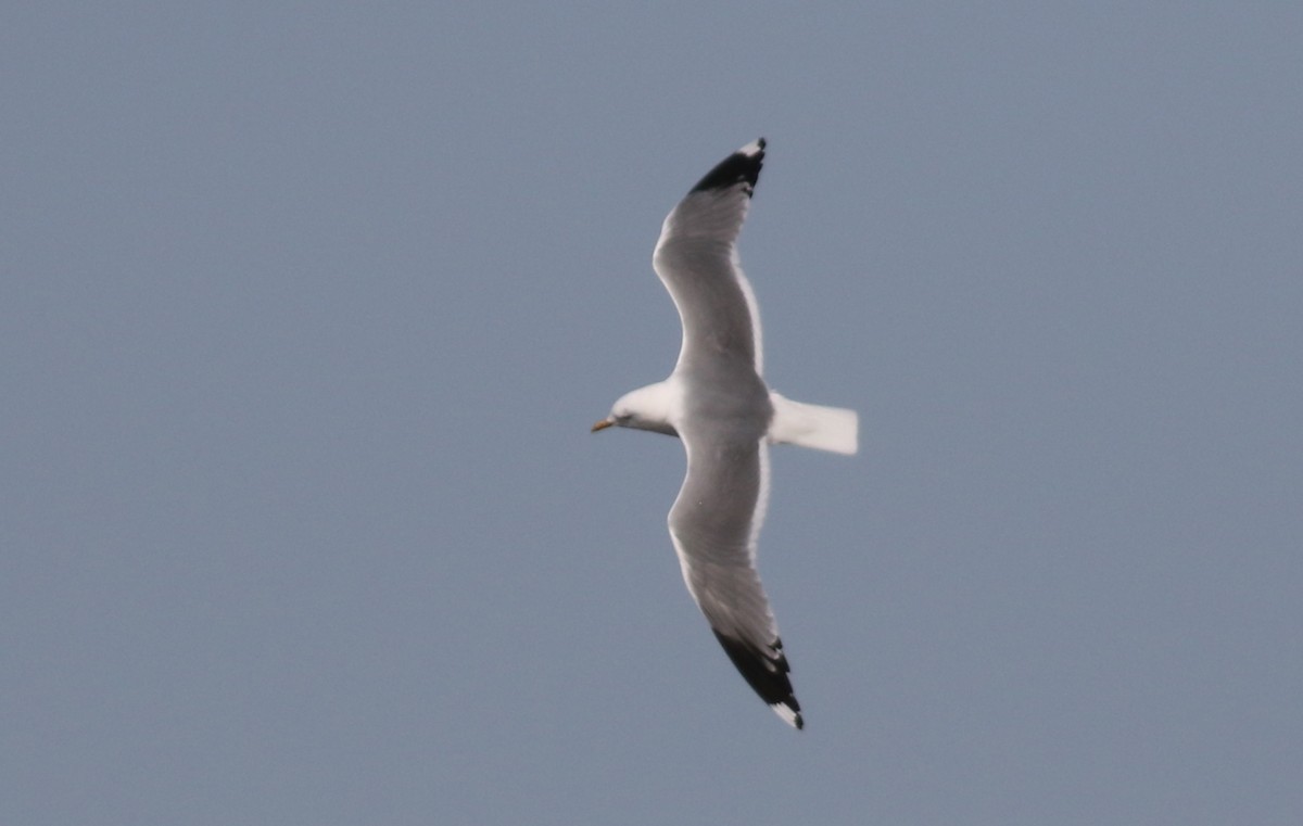 Common Gull - ML423534111