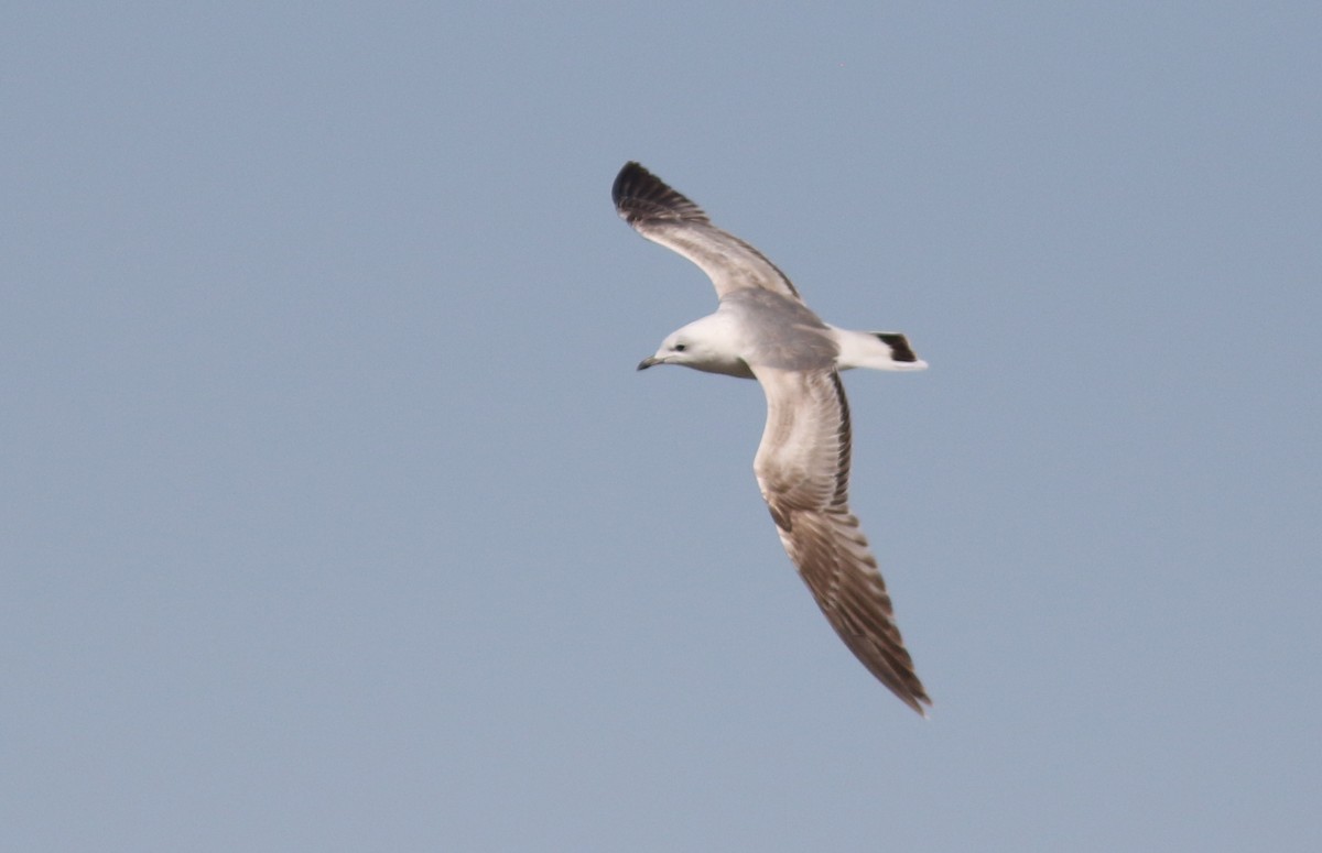 Common Gull - ML423534121