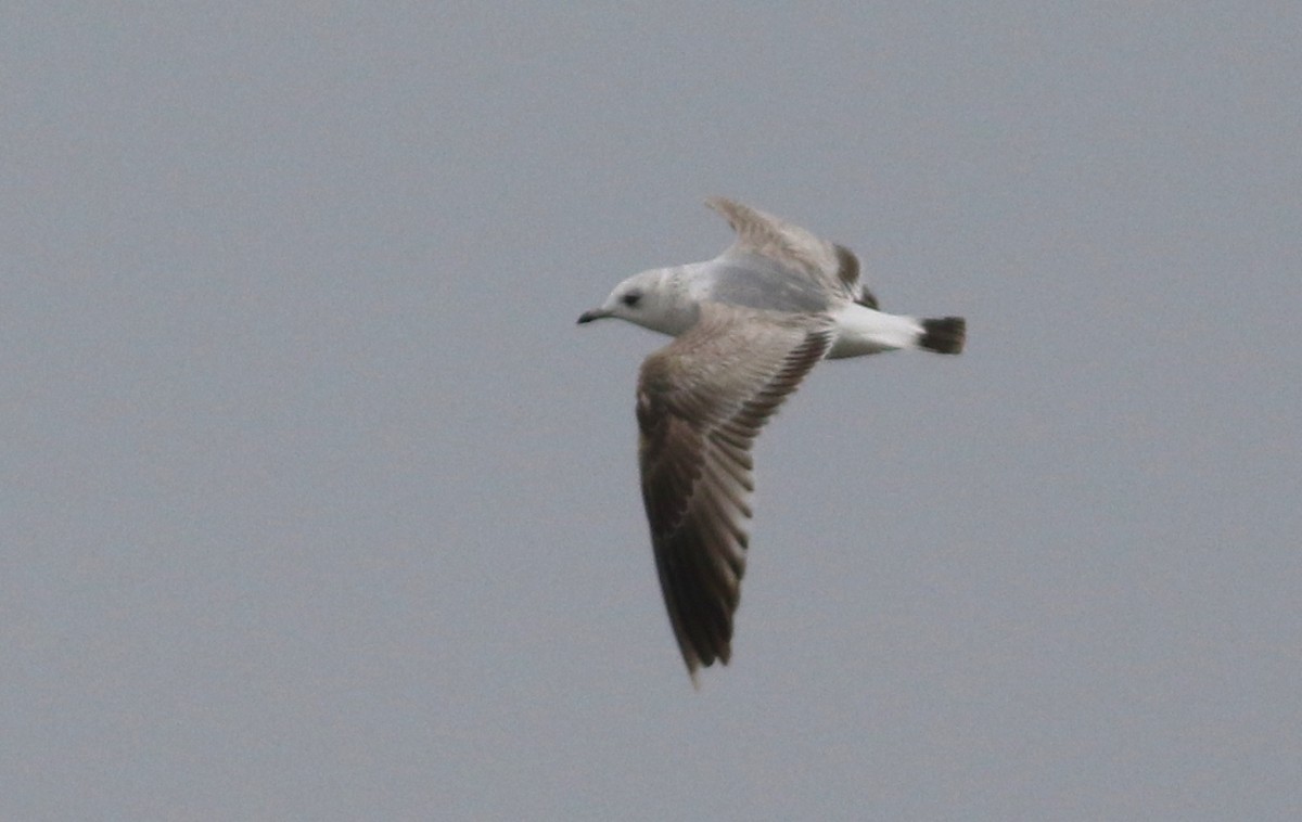 Common Gull - Peter Alfrey