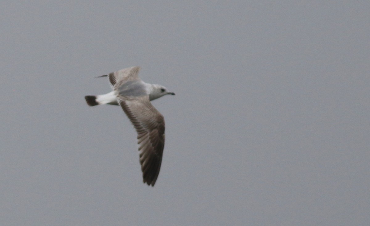 Common Gull - ML423534161