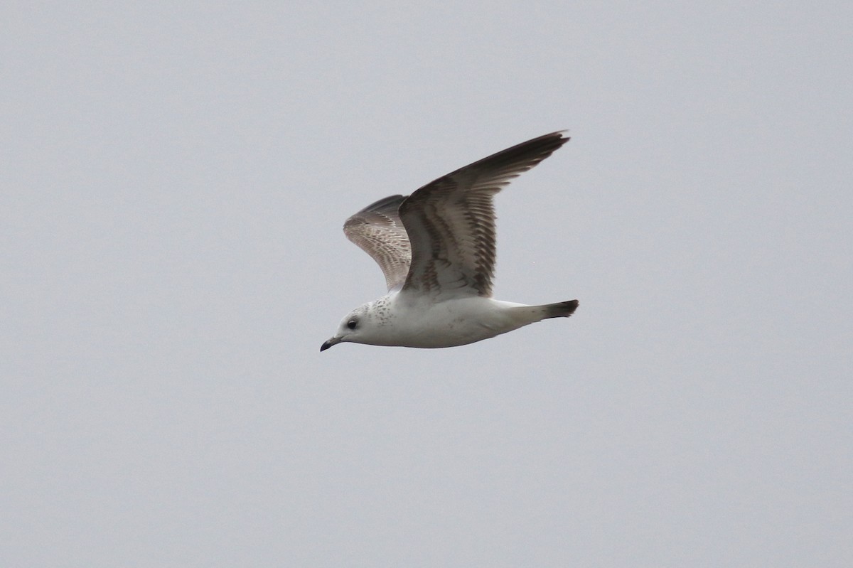 Common Gull - Peter Alfrey