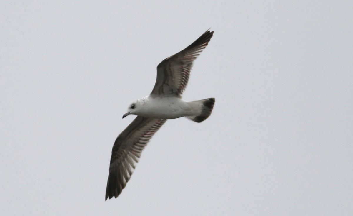 Common Gull - Peter Alfrey