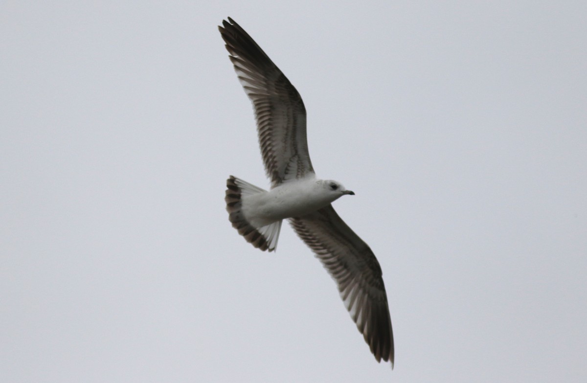 Common Gull - ML423534191