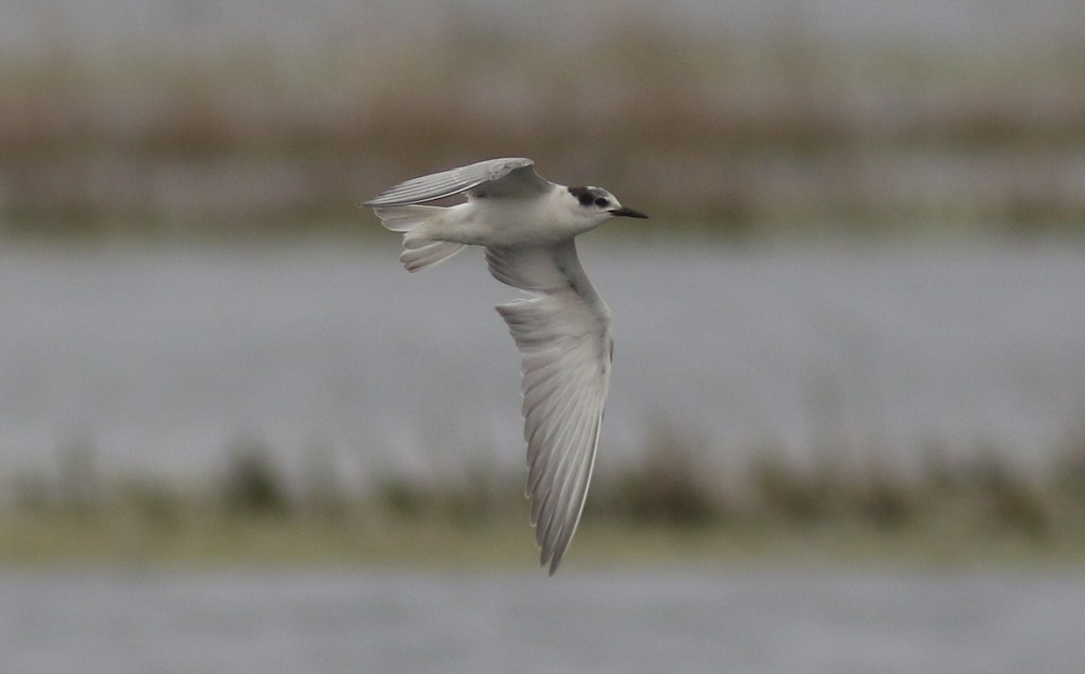 Whiskered Tern - Peter Alfrey