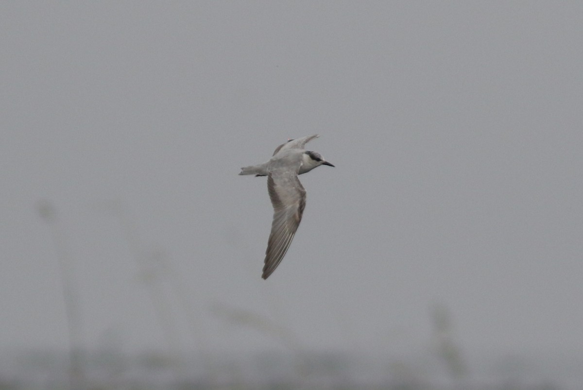 Whiskered Tern - Peter Alfrey