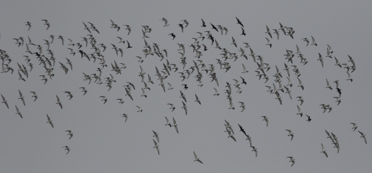 Whiskered Tern - ML423534331