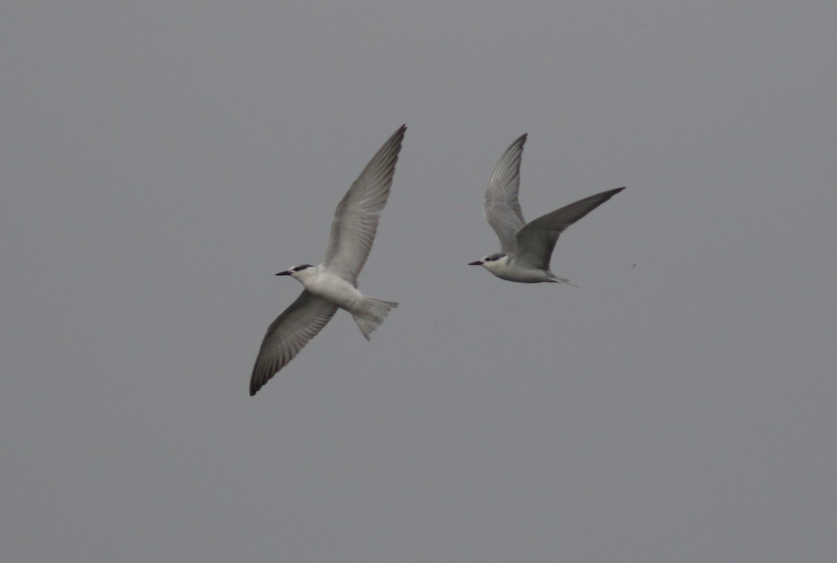 Whiskered Tern - Peter Alfrey