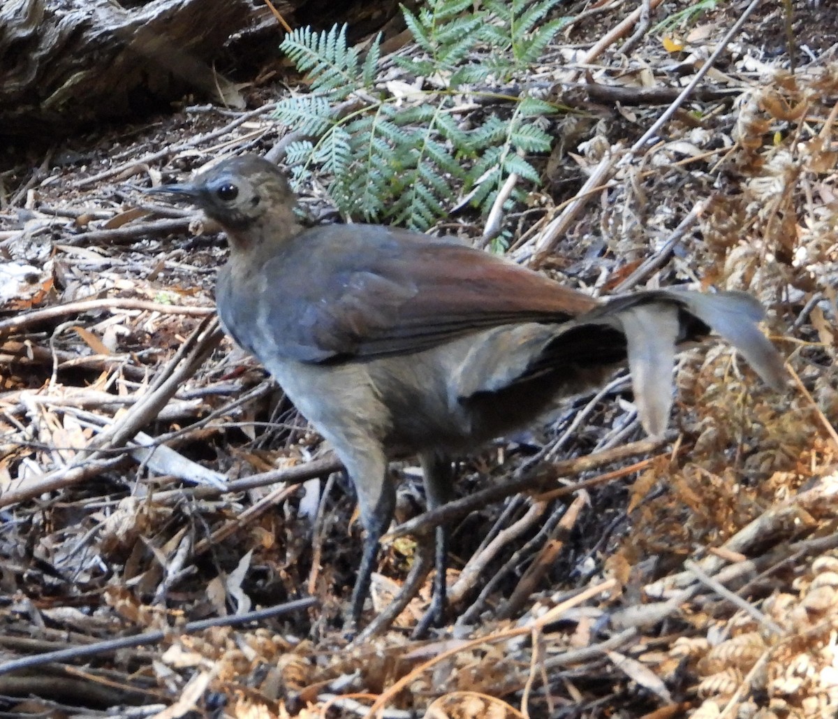 Superb Lyrebird - Andrew Dyson